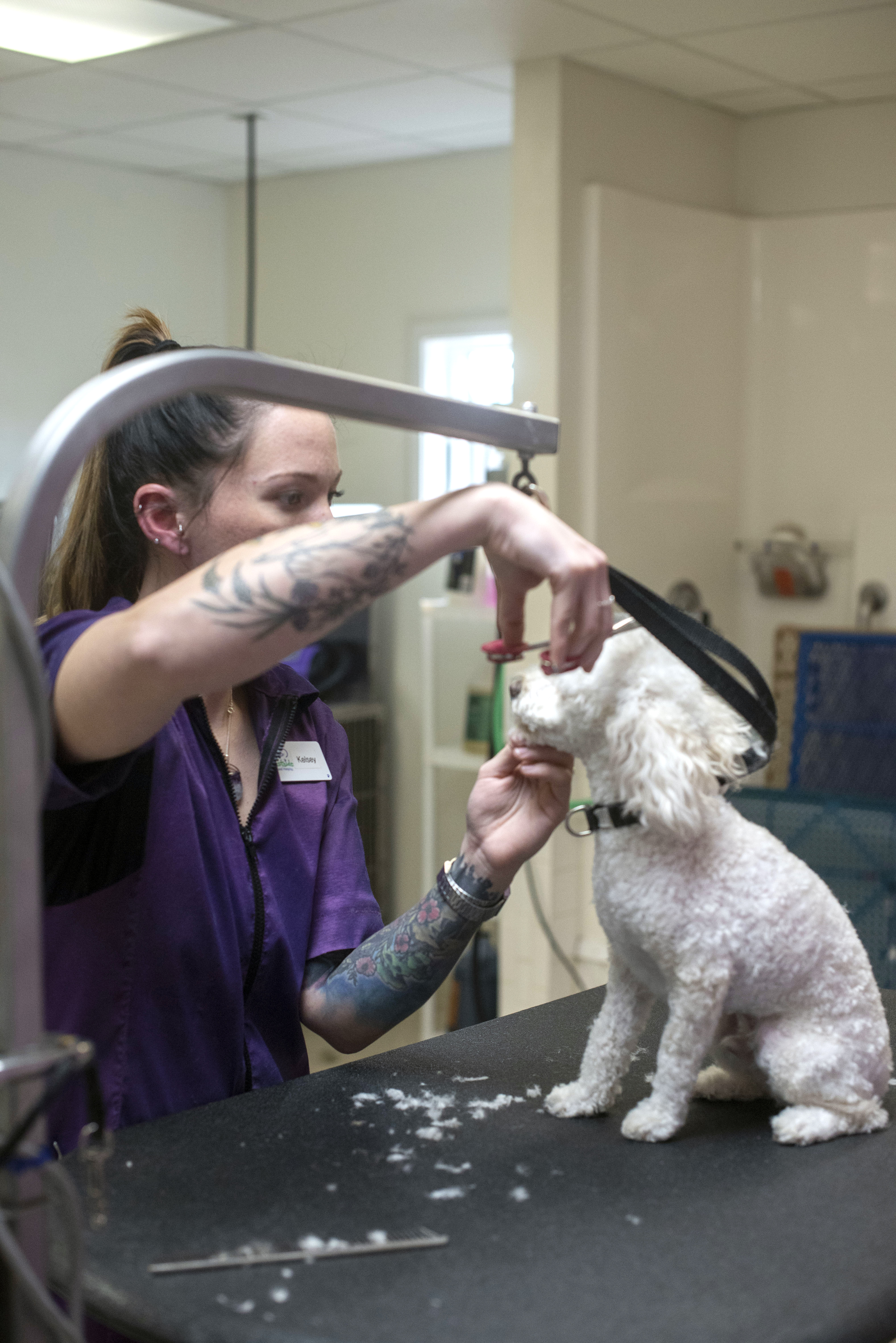 woman in purple scrubs grooming white dog